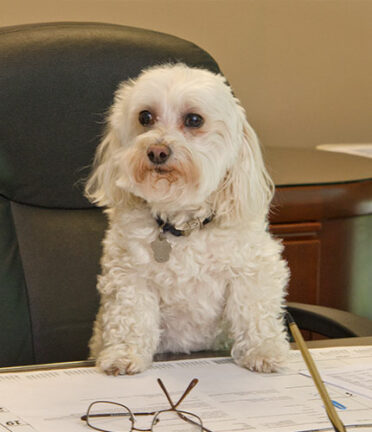 A small white dog sits on an office chair behind a desk with papers and glasses, looking attentively forward.