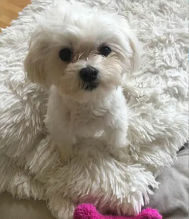 A small, fluffy white dog sits on a soft, shaggy carpet, looking up. A pink toy lies nearby.