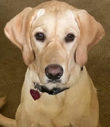 A Labrador with a light coat sits indoors on a carpet, wearing a collar with a heart-shaped tag, looking attentively at the camera.