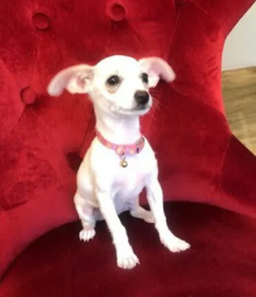 A small dog with a pink collar sits on a plush red chair. The scene is indoors with a wooden floor visible.