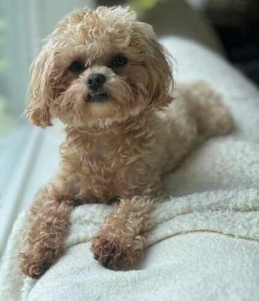 A fluffy dog lounges on a soft, light-colored blanket indoors, with natural light streaming in from a nearby window.