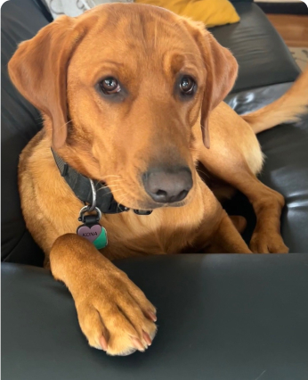 A brown dog with a collar rests on a black leather couch, displaying an alert and curious expression. The dog's tag reads "Kona."